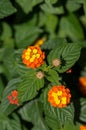 Lantana camara blooming bush