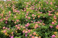 Lantana camara bush with blossoms pink and yellow, floral background Royalty Free Stock Photo