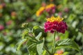 Lantana camara close up background flower detail, a species of flowering plant within the Verbenaceae family. Royalty Free Stock Photo