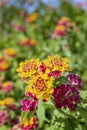 Lantana camara close up background flower detail, a species of flowering plant within the Verbenaceae family. Royalty Free Stock Photo