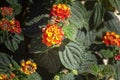 Lantana camara close up background flower detail, a species of flowering plant within the Verbenaceae family. Royalty Free Stock Photo