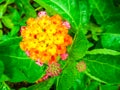 Lantana camara colorful bloom in spring