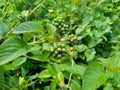 Lantana camara common lantana, big sage, wild-sage, red sage, white sage, tick berry, West Indian lantana, umbelanterna with nat Royalty Free Stock Photo