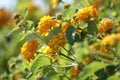 Lantana camara common lantana. Flowers close up