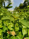 Lantana camara common lantana, big sage, wild-sage, red sage, white sage, tick berry, West Indian lantana, umbelanterna with nat Royalty Free Stock Photo
