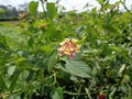 Lantana camara common lantana, big sage, wild-sage, red sage, white sage, tick berry, West Indian lantana, umbelanterna with nat Royalty Free Stock Photo