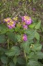 Lantana camara exotic tropical flower. plant that changes the color of its many flowers several times during flowering Royalty Free Stock Photo