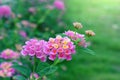 Lantana camara flower.