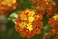 Lantana Camara Flower