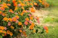 Lantana Camara flower