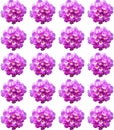 Lantana Camara flower pattern