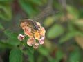 Lantana camara flower plants and blurred nature leaves background ,nature background ,Closeup Dragonfly, Damselfly on