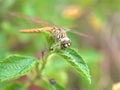 Lantana camara flower plants and blurred nature leaves background ,nature background ,Closeup Dragonfly, Damselfly on