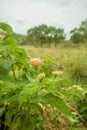 Lantana camara flower stock image Royalty Free Stock Photo