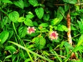 Lantana camara flower, Verbenaceae family originating Royalty Free Stock Photo