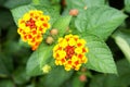 Lantana camara flowers Royalty Free Stock Photo