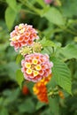 Lantana camara flowers Royalty Free Stock Photo