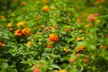 Lantana camara flowers. Royalty Free Stock Photo