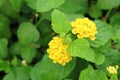 Lantana camara flowers