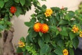 Lantana Camara flowers in the garden