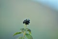 lantana camara fruit on blurred background Royalty Free Stock Photo