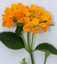 Lantana camara `Gold Mound`