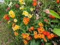 Lantana camara L. Cloth of gold Colorful flowers