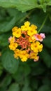 Lantana camara