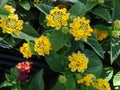 Lantana camara Little Lucky pot of Gold