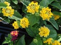 Lantana camara Little Lucky pot of Gold