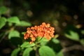 Lantana Camara