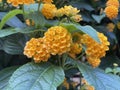 Lantana camara orange flower, closeup on blurred background.