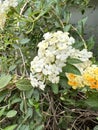 Lantana camara ornamental tropical shrub, yellow flowers on branches with green leaves, group of flowers