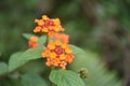 West Indian Lantana.beautiful flower. Royalty Free Stock Photo