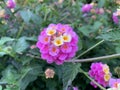 Lantana camara pink and cream flower, closeup on blurred background.