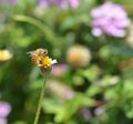 Lantana Camara flower honey bee Royalty Free Stock Photo