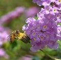 Lantana Camara flower honey bee Royalty Free Stock Photo