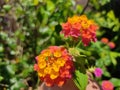 Lantana Camara pink orange flower Royalty Free Stock Photo