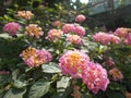 Lantana camara pink sage flower closeups Royalty Free Stock Photo