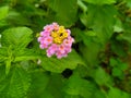 lantana camara pink yellow flowers green nature background sunset ants Royalty Free Stock Photo