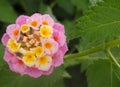 Lantana Camara pretty flower close up Royalty Free Stock Photo