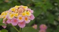 Lantana Camara pretty flower close up Royalty Free Stock Photo