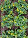 Lantana camara seedlings