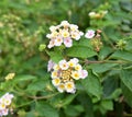 Lantana camara