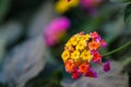 Lantana camara, Verbena, American tropics, Big-sage, Wild-sage, Red-sage, White-sage, Tickberry, West Indian lantana Royalty Free Stock Photo