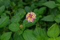 Lantana camara is a species of flowering plant within the verbena family, native to the American tropics. top view. Indonesia