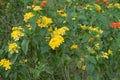 Lantana camara.