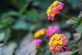 Lantana camara, Verbena, American tropics, Big-sage, Wild-sage, Red-sage, White-sage, Tickberry, West Indian lantana, Red Pink Royalty Free Stock Photo