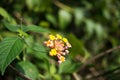 Lantana camara, West Indian Lantana Flower blooming in the garden. Umbelanterna, wild sage, red sage, white sage, tick berry Royalty Free Stock Photo