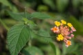 Lantana camara, West Indian Lantana Flower blooming in the garden. Umbelanterna, wild sage, red sage, white sage, tick berry Royalty Free Stock Photo